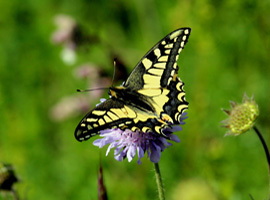 Schmetterling